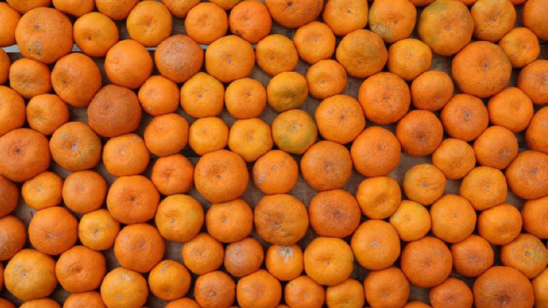 Derepazarı mandalinasında hasat iyi, satışlar kötü