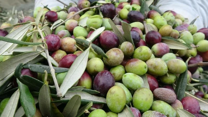 Akhisar’da zeytin budama kursunu tamamlayanlara sepet dağıtıldı