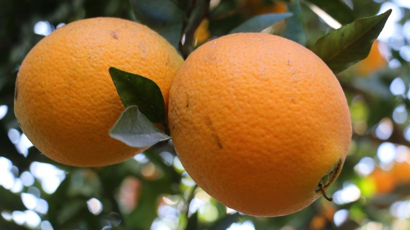 Aydın’ın “Kuyucak Portakalı” tescillendi