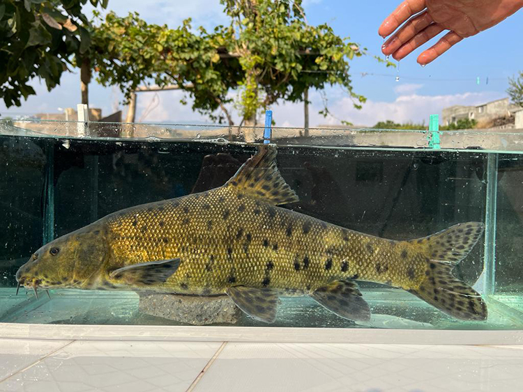 Dicle Nehri’nde “leopar sazanı” tespit edildi