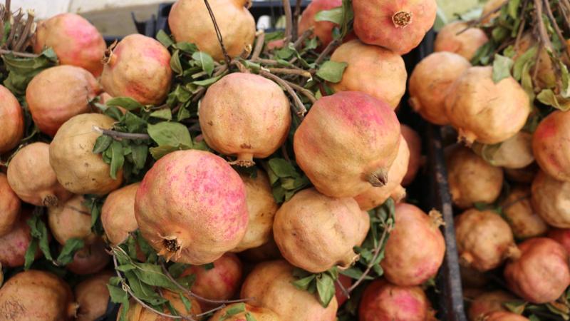 Zivzik narının satışına başlandı