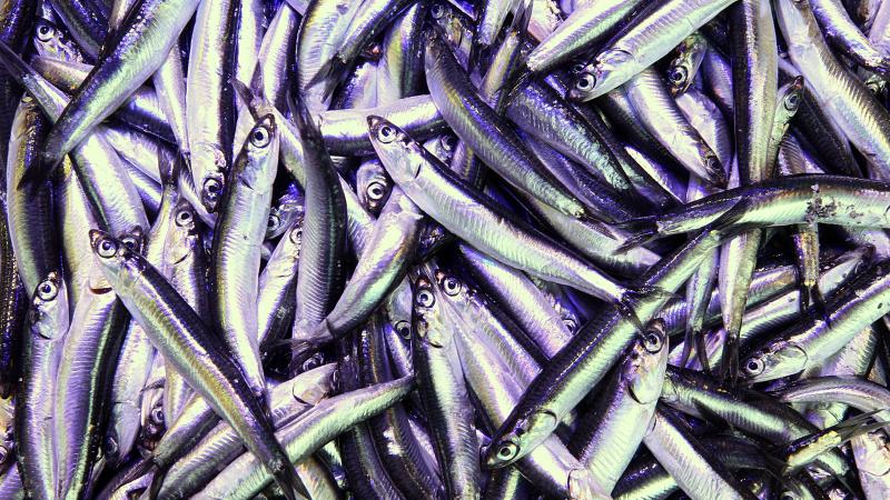 Hamsi ihracatı yüzde 23 arttı