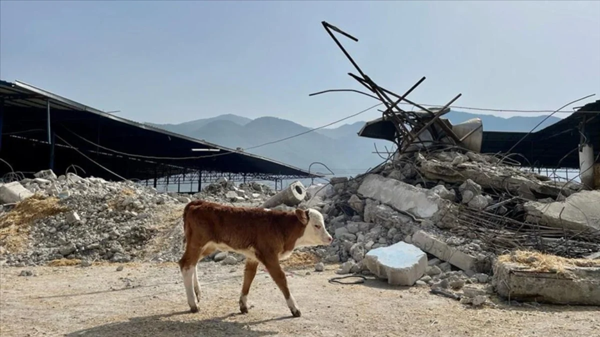 Depremzede yetiştiricilere 909 milyon liralık bedelsiz hayvan dağıtıldı