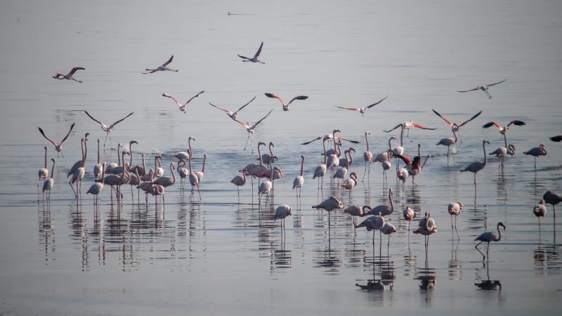 İzmir’de sulak alanlardaki kış kuşu sayısında artış gözleniyor