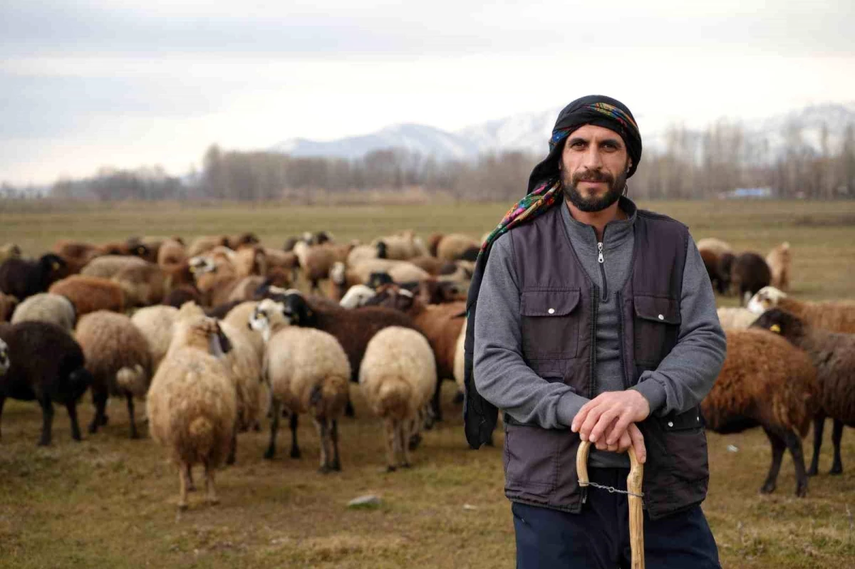 Muş’ta kar yağmaması hayvancılık yapanları sevindirdi