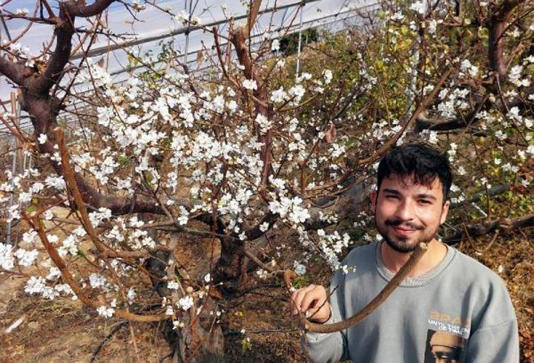 Örtü altı erik ağaçları çiçek açtı