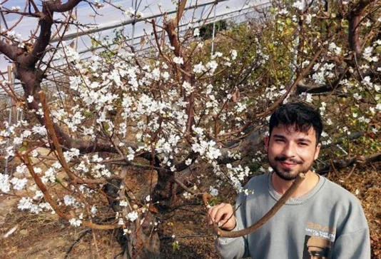 Örtü altı erik ağaçları çiçek açtı