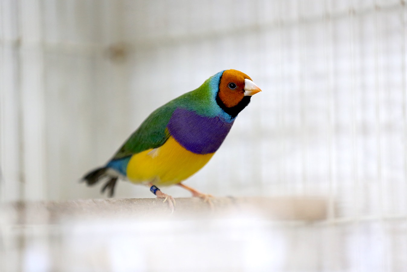 Kuşları uğruna yeni ev satın aldı