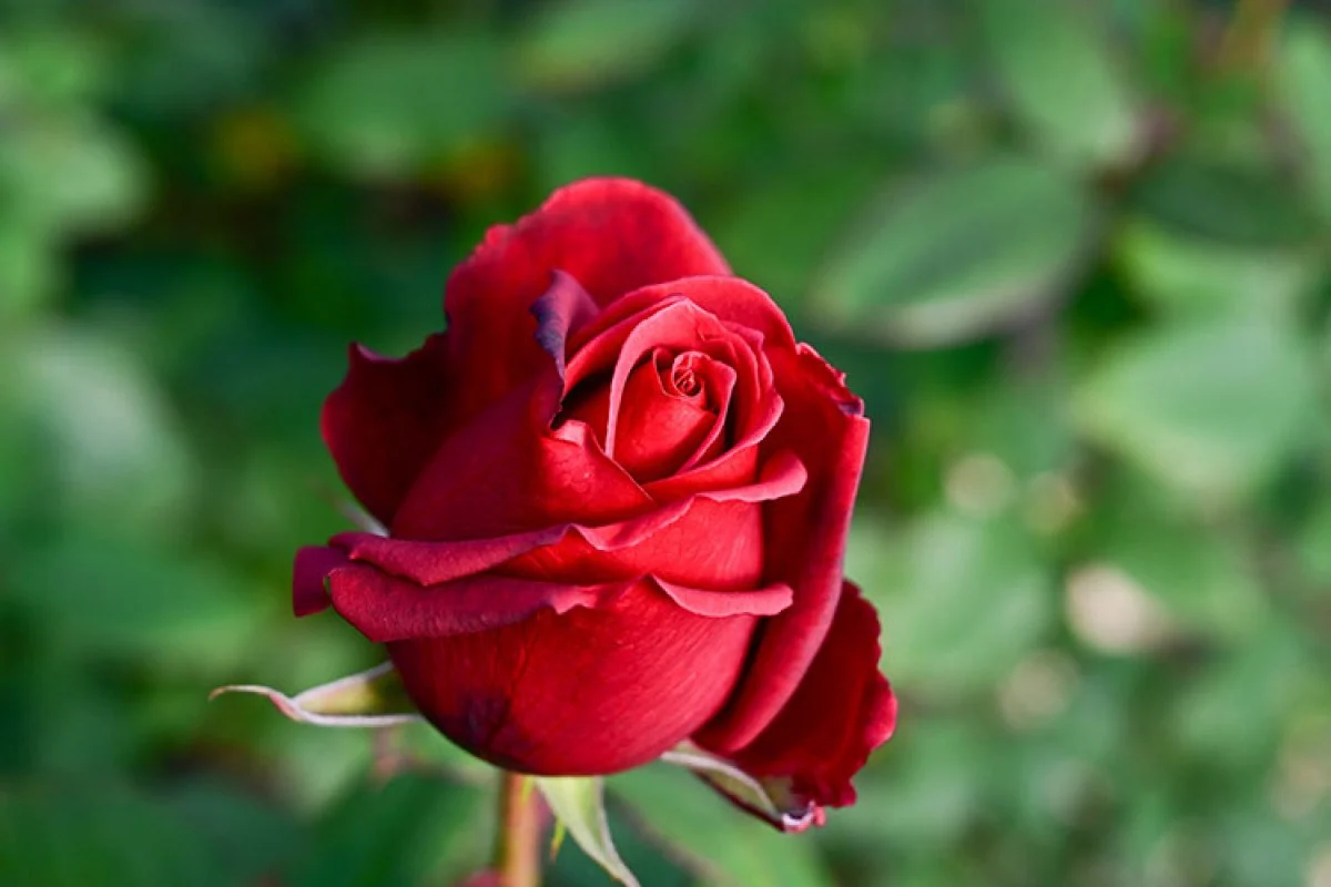 Gül üreticilerinde Sevgiller Günü yoğunluğu