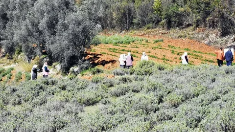 Tıbbı Aromatik Bitkiler Bahçesi’nde ıtır hasadı başladı