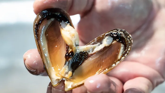 Kaçak midye avına 105 bin lira ceza