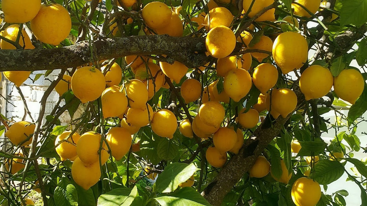 Adana’da Limonlar Dalında Kaldı