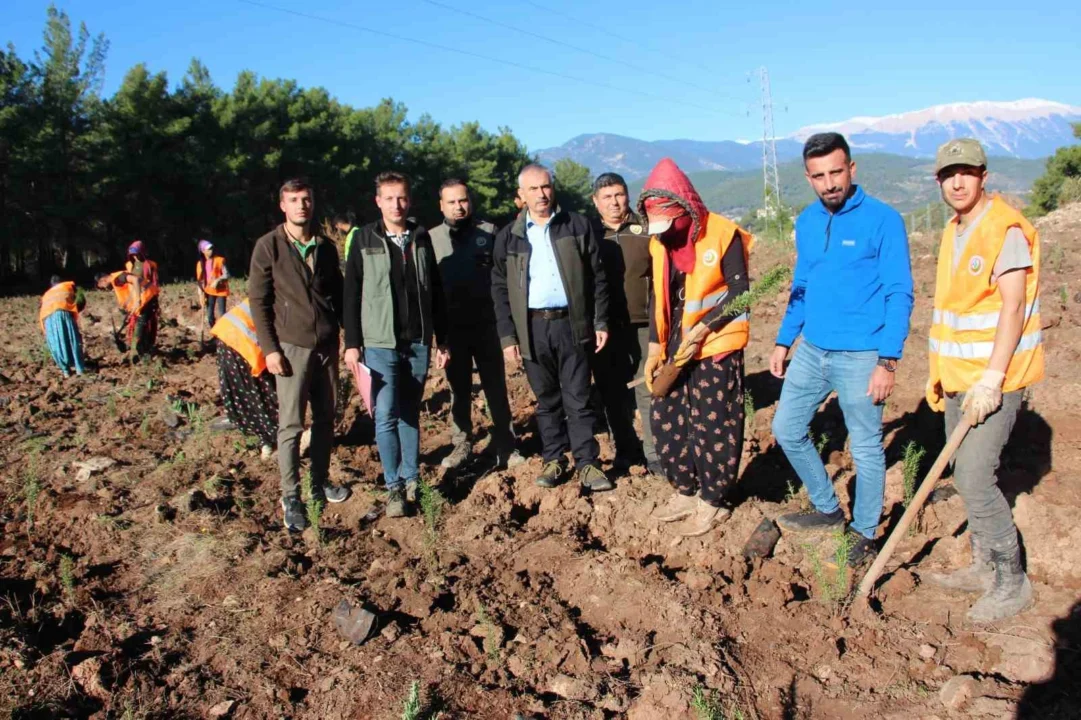 Kumluca’da İkinci Bal Ormanı Kuruldu