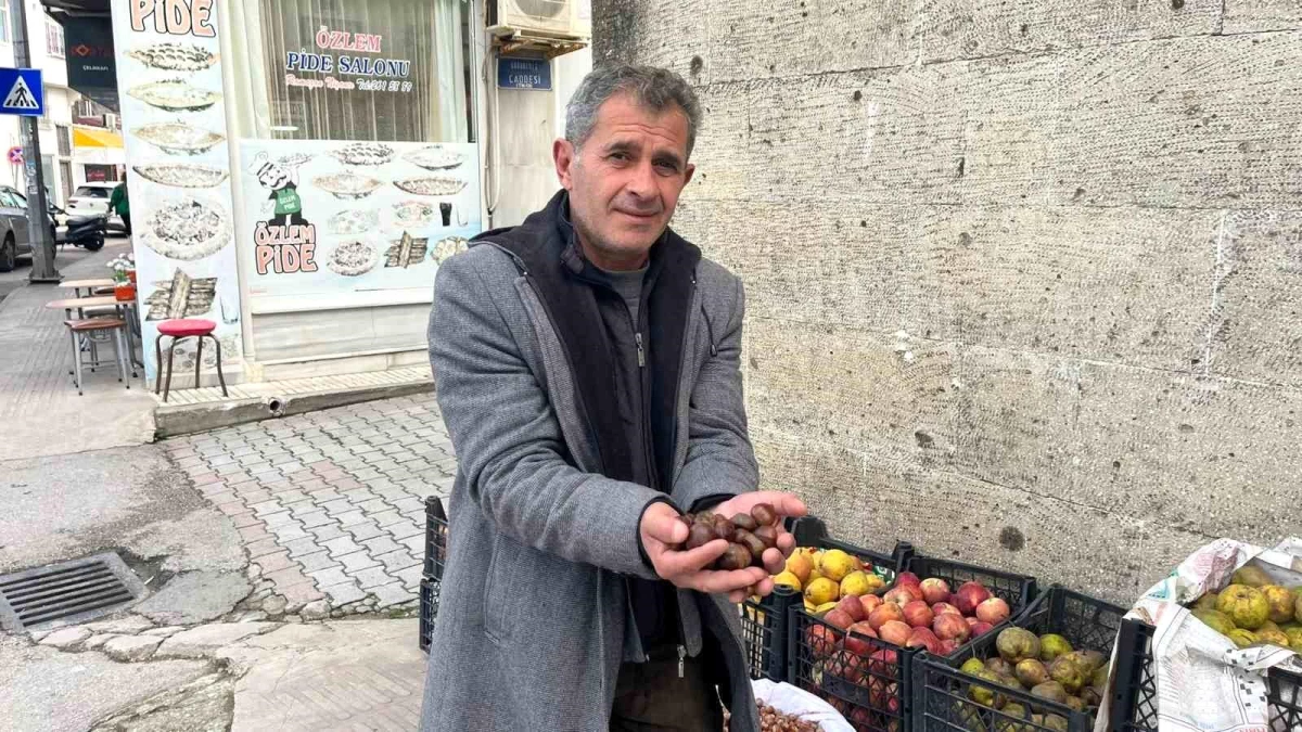 Sinop’ta Erfelek kuzu kestanesi tükenme noktasında