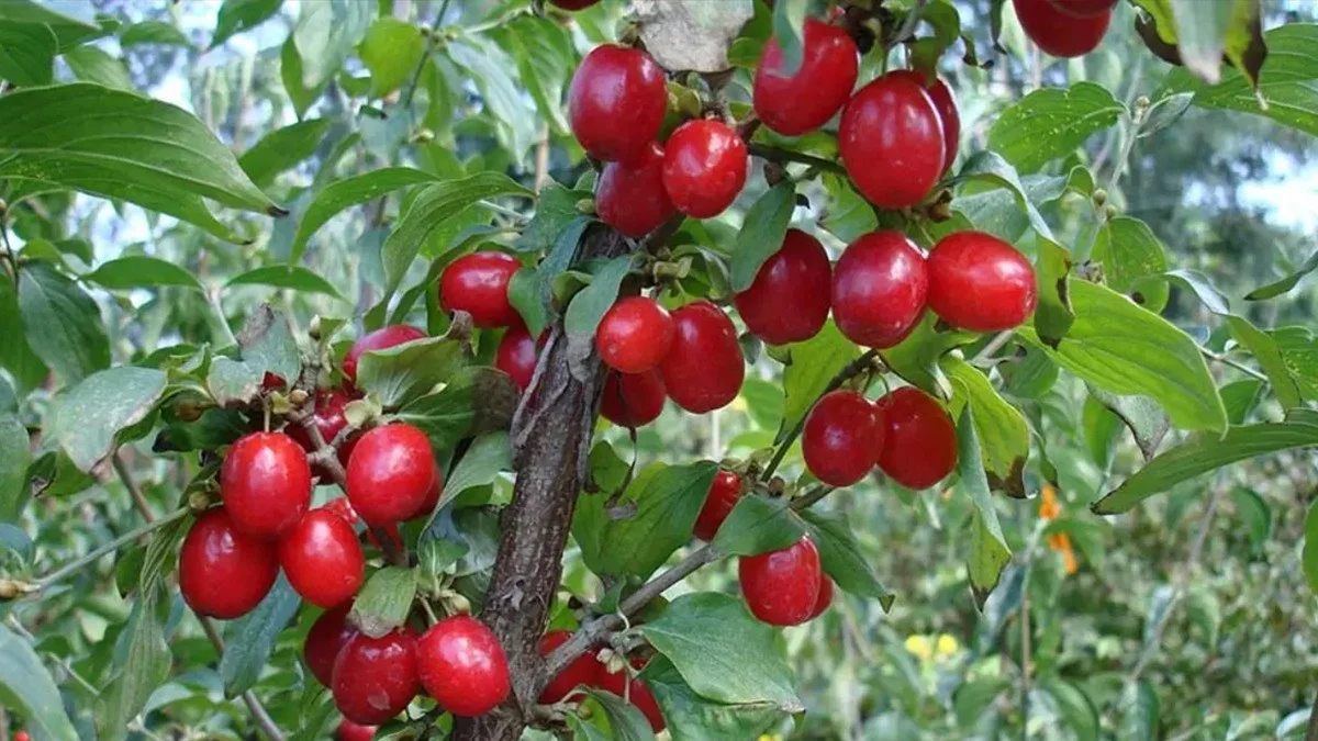 Kanserli hücreleri 4 saatte yok ettiği tespit edildi