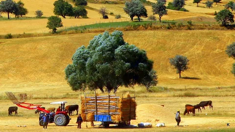 TÜİK genel tarım sayımına başladı