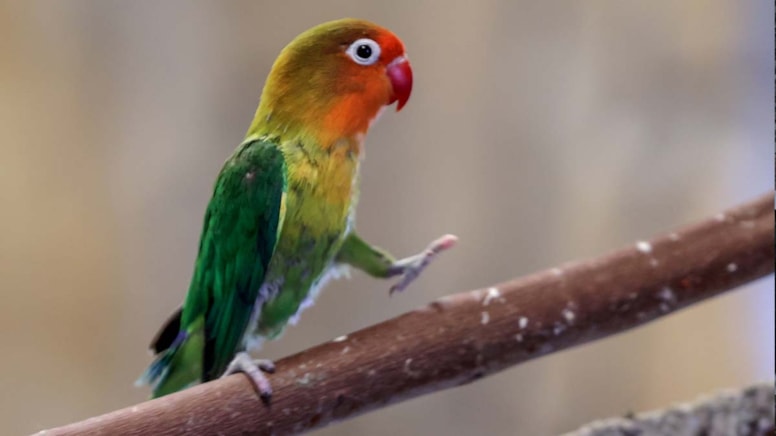 Anadolu Harikalar Diyarı’nda papağanlara kış aylarında bile tropikal iklim koşulları hazırlanıyor