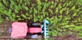 Samsun, Türkiye’de en çok kenevir üretimi yapan il olmaya devam ediyor