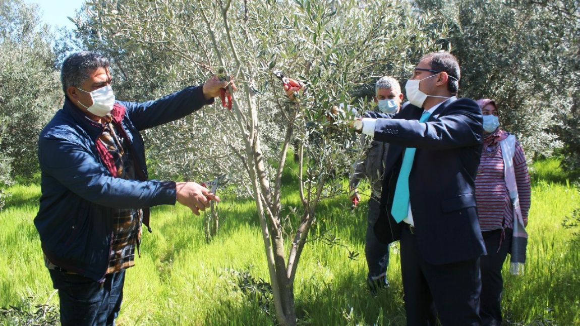 Zeytin Üreticilerine Yüksek Verim İçin Budama Uyarısı