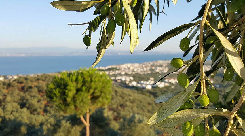 Zeytin ağaçları teknolojik sistemlerle korunuyor