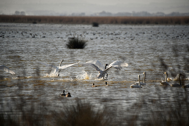 Kızılırmak Deltası Kuş Cenneti’ni geçen yıl 100 bin ziyaretçi gezdi