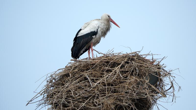 Leylekler bu yıl Kars’a erken geldi