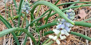 Sadece Antalya’da yetişiyor! Koparmanın cezası 1 milyon 936 bin