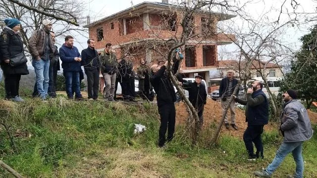 Görele’de fındıkta verimin artırılması için uygulamalı fındık bahçesi kuruldu
