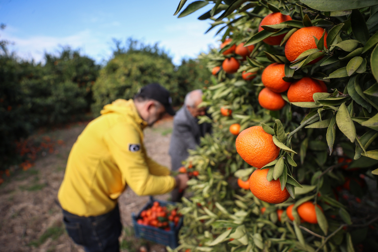 Hatay’da gönüllüler hasat edilemeyen meyveleri depremzedelere dağıtıyor