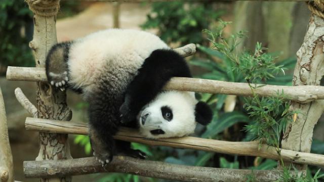 Çin’de pandaların kafesine nesne atan kişi ömür boyu parka giremeyecek