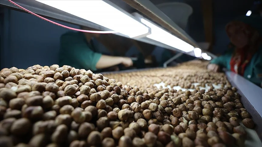 Doğu Karadeniz’in geçen yıl fındık ihracatı 1 milyar doları aştı