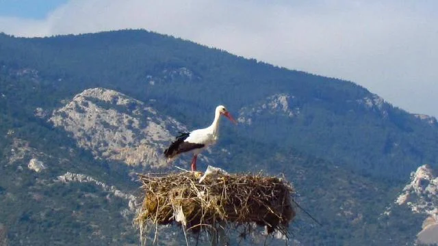 Aydın’a yılın ilk leyleği geldi