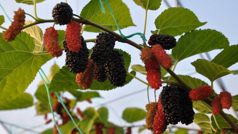 Mersin’de serada yetiştirilen karadutta hasat mesaisi başladı