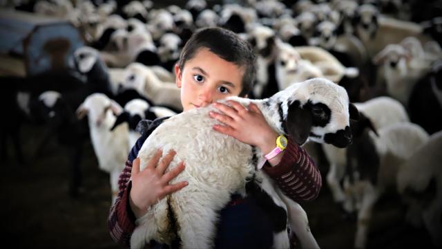 Bayburt’ta yeni doğan kuzularla birlikte besicilerde tatlı telaş yaşanıyor