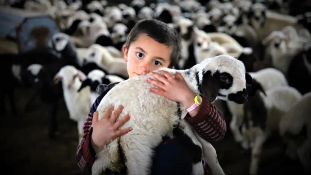 Bayburt’ta yeni doğan kuzularla birlikte besicilerde tatlı telaş yaşanıyor