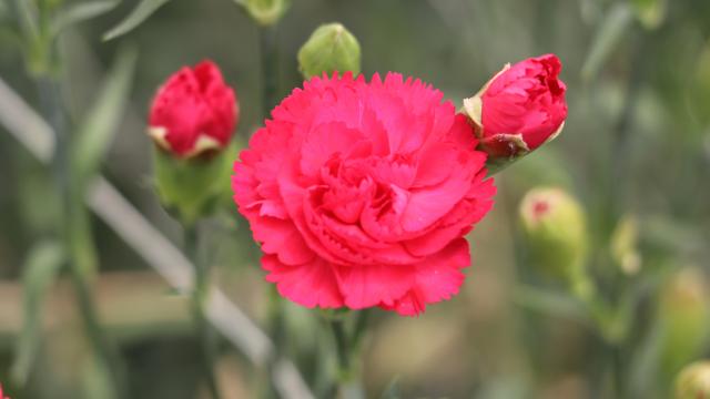 Çiçek üreticileri Hatay’a ücretsiz 100 bin karanfil gönderdi