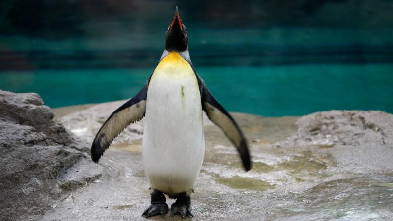 Antarktika’dan Avustralya’ya giden penguen şaşkınlık yarattı