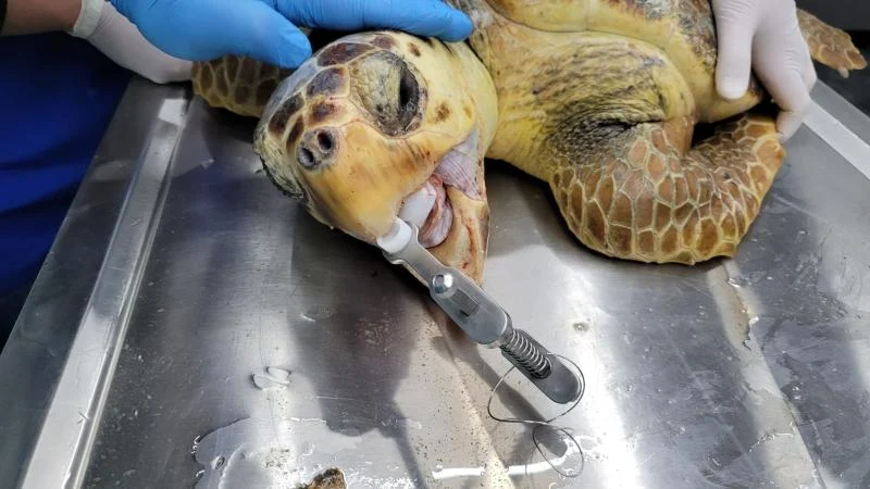 Antalya’da yaralı caretta caretta kurtarıldı