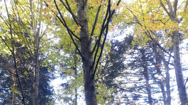 Türkiye’nin üçüncü kayın ağacı türü keşfedildi