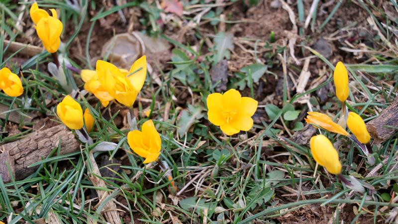 Karabük’te karlar eridi, çiğdemler çiçek açtı