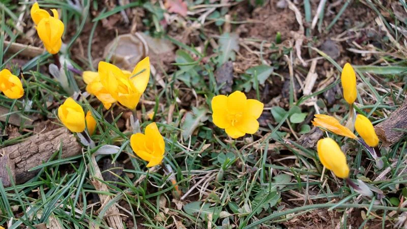 Karabük’te karlar eridi, çiğdemler çiçek açtı