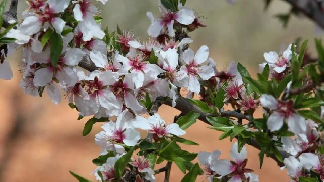 Gaziantep’te badem ağaçları çiçek açtı