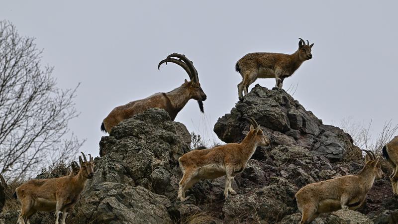 Bingöl’de yaban keçilerinin sayısı her geçen yıl artıyor