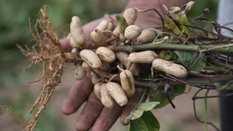 Osmaniye yer fıstığının AB nezdinde tescil edilmesi bekleniyor