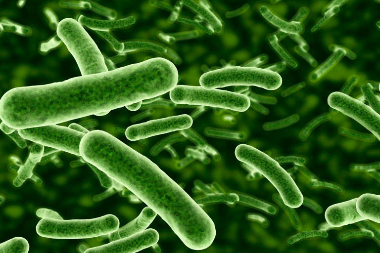 Bakteriler aşırı koşullar altında CO2’nin sallanmasına yardımcı olabilir