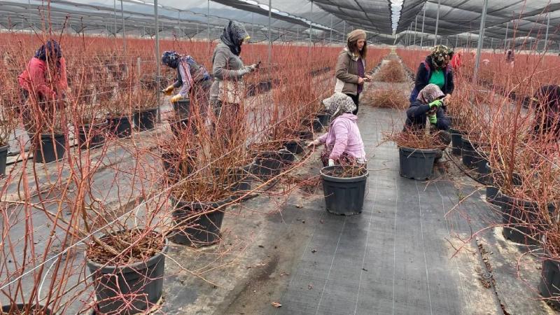 Yaban mersini kadınların yeni gelir kaynağı oldu