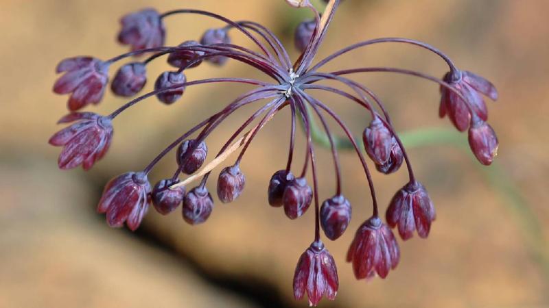Keşfettiği yeni türlerle Türkiye’nin bitki çeşitliliğini zenginleştiriyor