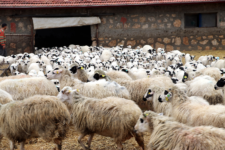 Amasya’da süt kuzularının anneleriyle buluşması görüntülendi