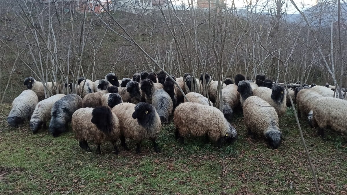 Genleriyle öne çıkan Çepni koyunu, Giresun’da korunacak