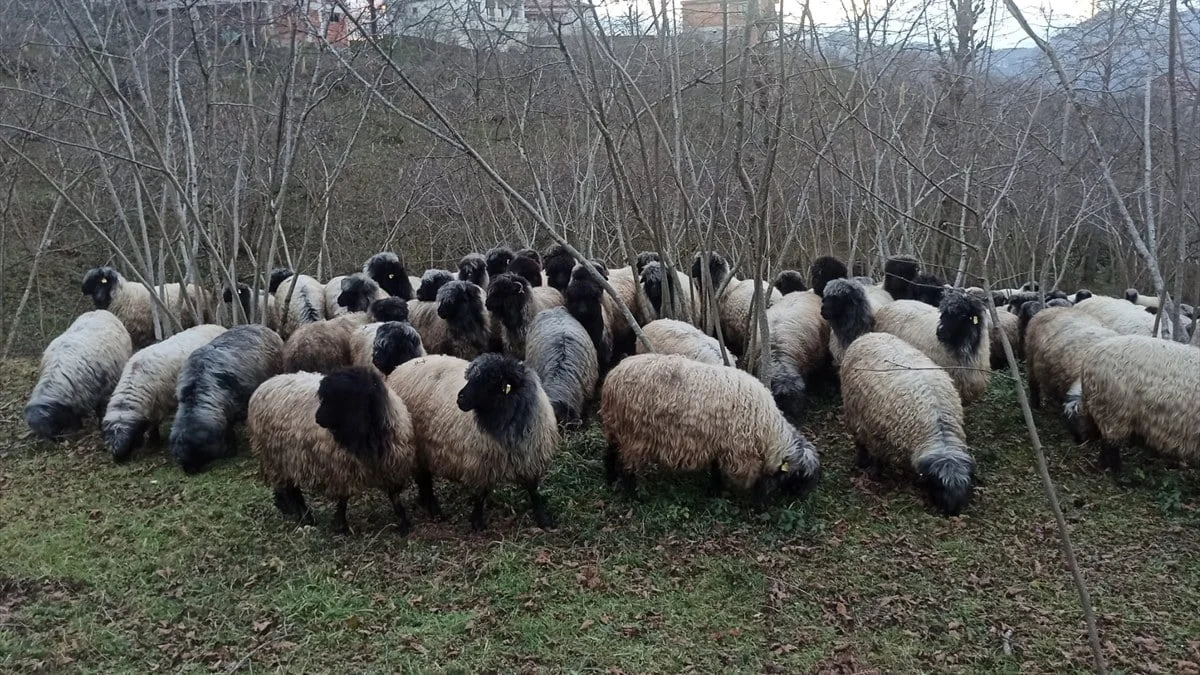 Genleriyle öne çıkan Çepni koyunu, Giresun’da korunacak